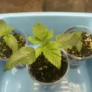 ⛽️ Diesel Latte 🥛