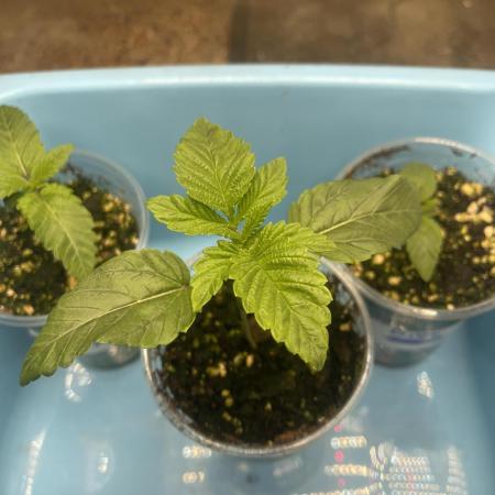 ⛽️ Diesel Latte 🥛