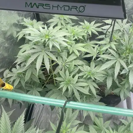 🍪 Forum Stomper x Sour Crack
