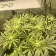 ⛽️ Diesel Latte 🥛