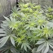 🚽 Poddy Mouth 👄