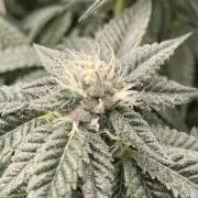 🍗 Chicken n’ Wafflez 