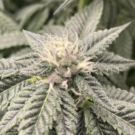 🍗 Chicken n’ Wafflez 