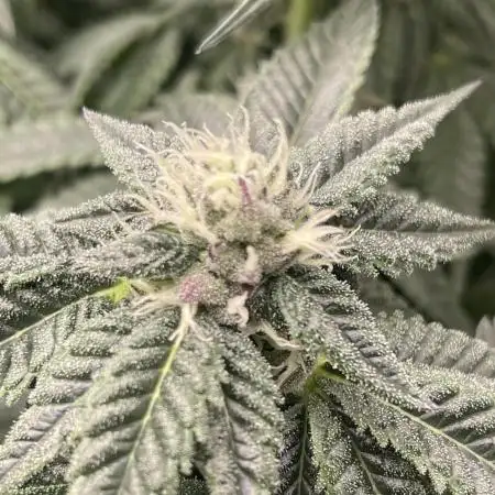 🍗 Chicken n’ Wafflez 