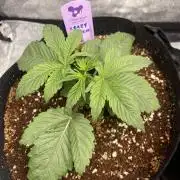 5150 Triangle Kush x Irene (Crazy Bitch)