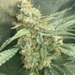🍇 Grape Crinkle 🍁