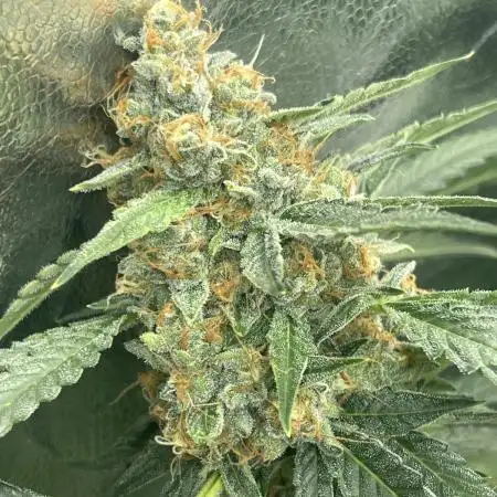 🍇 Grape Crinkle 🍁