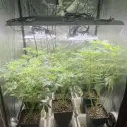 Liquid Nails (SD x GG4)