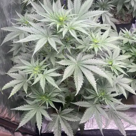 ⭐️ Galactic Gelato 🍨