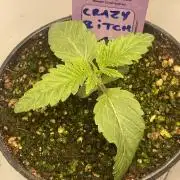 5150 Triangle Kush x Irene (Crazy Bitch)