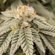 🍗 Chicken n’ Wafflez 