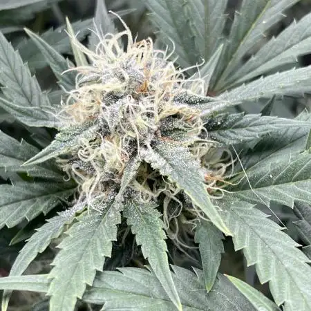 🧚‍♀️ Fairy Cake 🎂