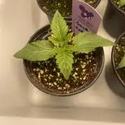 Sour Diesel x Lemon Party