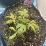 👵 Granny Candy 🍬