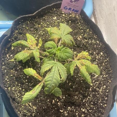 👵 Granny Candy 🍬