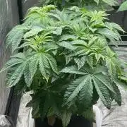 🚽 Poddy Mouth 👄