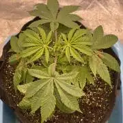 👵 Granny Candy 🍬