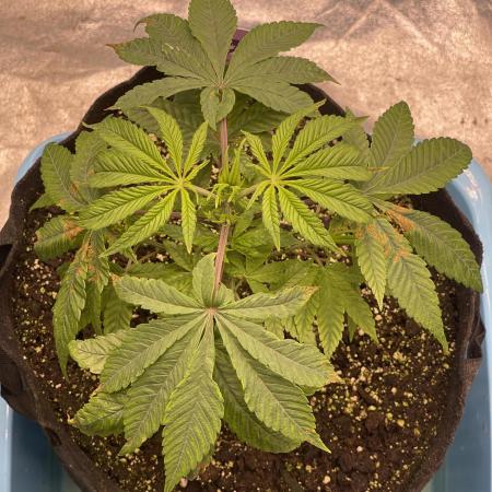 👵 Granny Candy 🍬