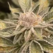 👵 Granny Candy 🍬