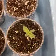 ⛽️ Diesel Latte 🥛