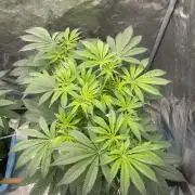 5150 Triangle Kush x Irene (Crazy Bitch)