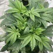 ⛽️ Diesel Latte 🥛