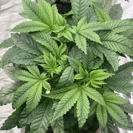 ⛽️ Diesel Latte 🥛