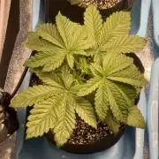 🚽 Poddy Mouth 👄