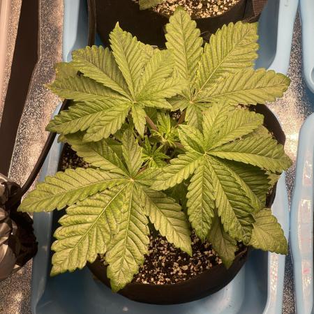 🚽 Poddy Mouth 👄