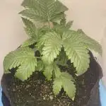 🍗 Chicken n’ Wafflez 