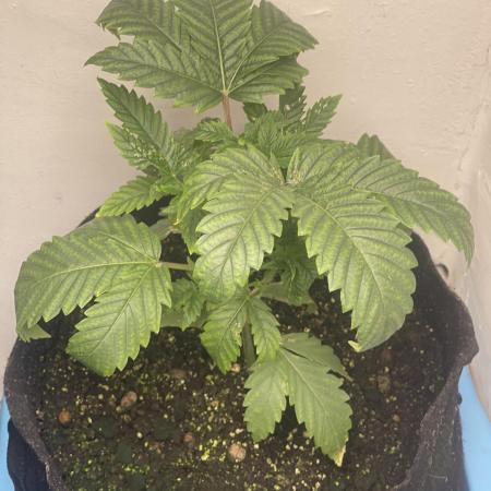 🍗 Chicken n’ Wafflez 