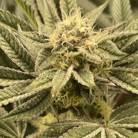 🚽 Poddy Mouth 👄