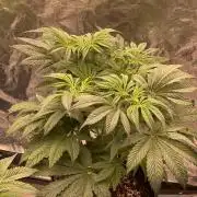 5150 Triangle Kush x Irene (Crazy Bitch)