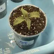 👵 Granny Candy 🍬