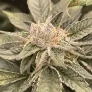 👵 Granny Candy 🍬