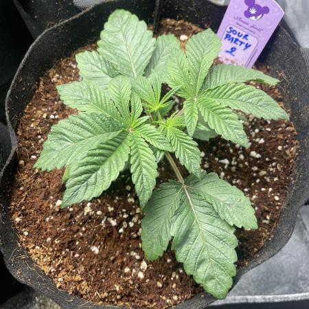 Sour Diesel x Lemon Party