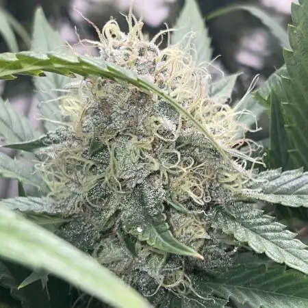 🧚‍♀️ Fairy Cake 🎂