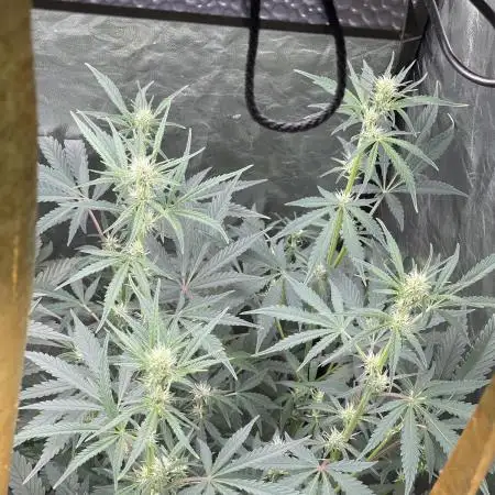 BluePie O’z