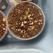 👵 Granny Candy 🍬