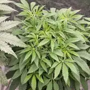 👵 Granny Candy 🍬