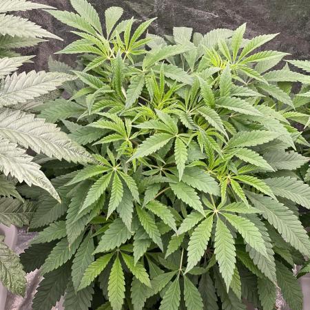 👵 Granny Candy 🍬