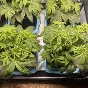 Sour Diesel x Lemon Party