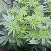 🚽 Poddy Mouth 👄