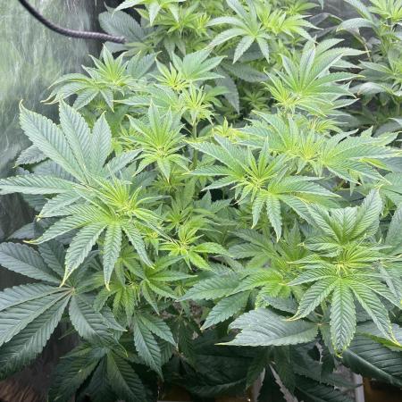 🚽 Poddy Mouth 👄