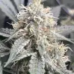 ⭐️ Galactic Gelato 🍨