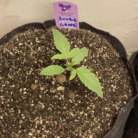 🍇 Double Grape 🍇