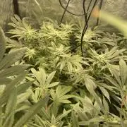 ⛽️ Diesel Latte 🥛