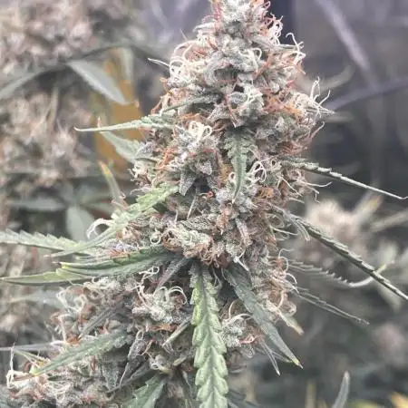 🍋 Do-Si-Delirium x SOH 🍊