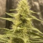 🍪 Forum Stomper x Sour Crack