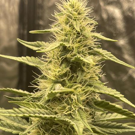🍪 Forum Stomper x Sour Crack